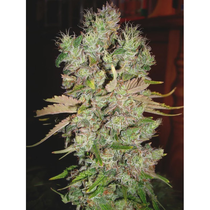 AUTO BLUEBERRY DOMINA · Ministry of Cannabis · cannabis samen · Auto Fem