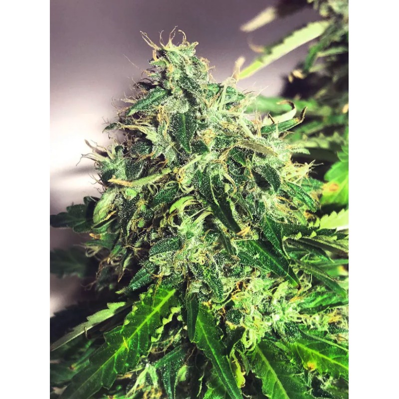 AUTO CANNABIS LIGHT · Ministry of Cannabis · sementes de maconha · Auto Fem