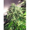 AUTO CANNABIS LIGHT · Ministry of Cannabis · sementes de maconha · Auto Fem
