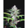 AUTO CBD STAR · Ministry of Cannabis · kenevir tohum · Disi · Auto Fem