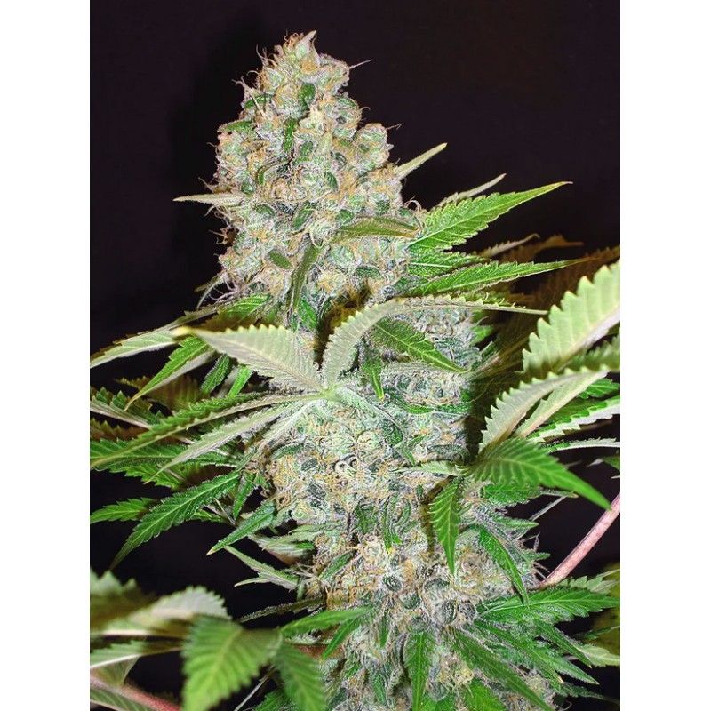 AUTO CHEESE NL · Ministry of Cannabis · kenevir tohum · Disi · Auto Fem