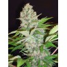 AUTO CHEESE NL · Ministry of Cannabis · cannabis samen · Auto Fem
