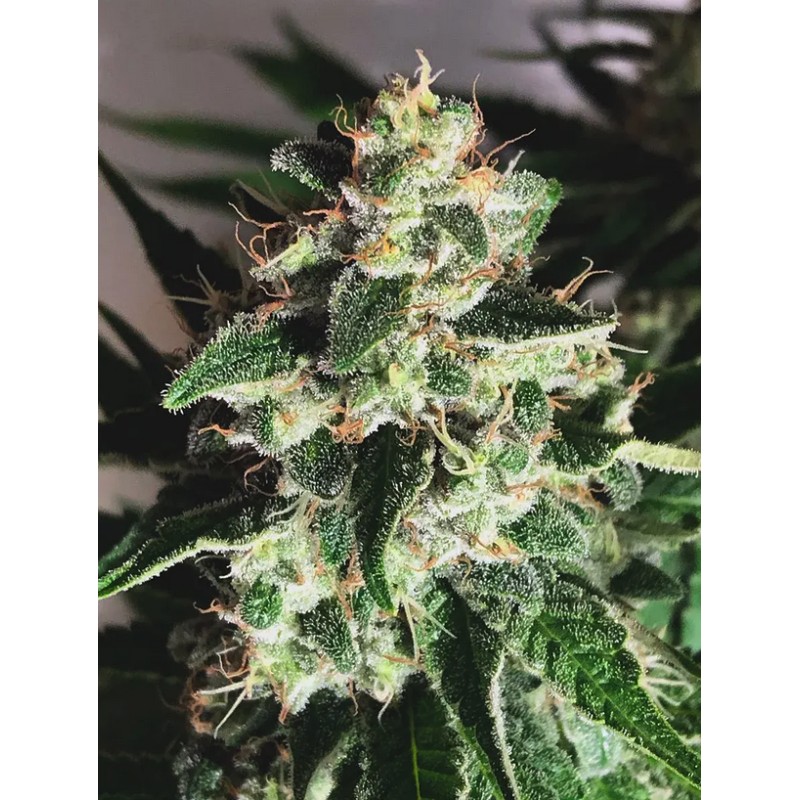 AUTO GOD'S GLUE · Ministry of Cannabis · kaufen cannabis samen · Auto Fem