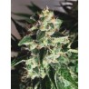 AUTO GOD'S GLUE · Ministry of Cannabis · kaufen cannabis samen · Auto Fem