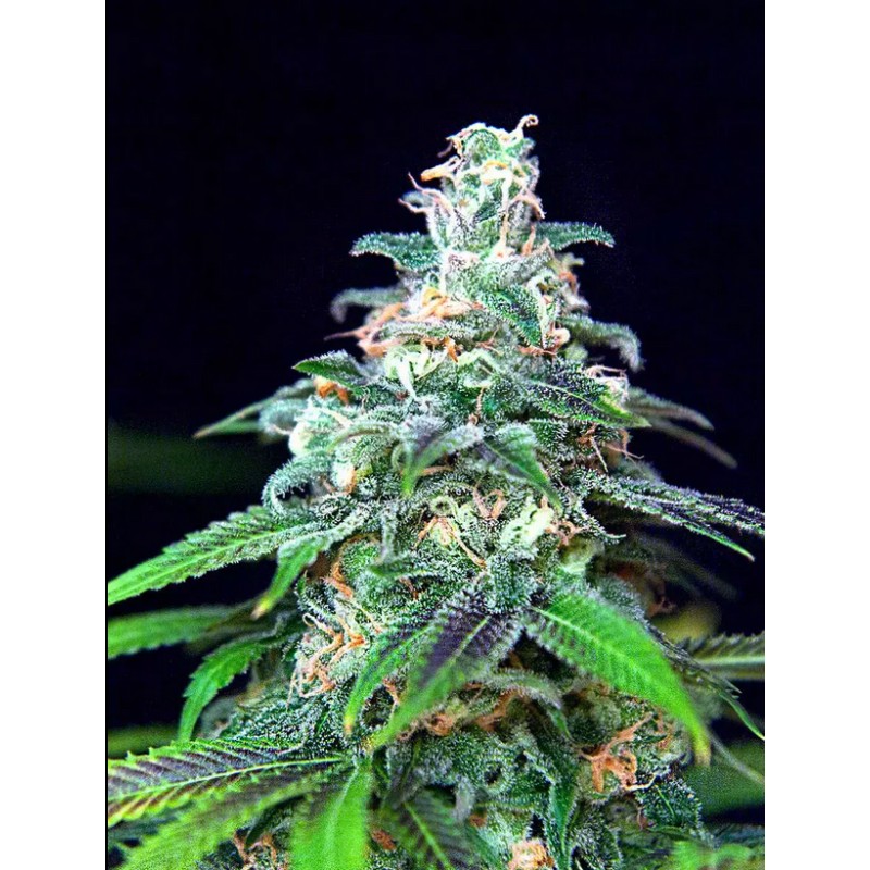 AUTO MANDARIN HAZE · Ministry of Cannabis · kenevir tohum · Disi · Auto Fem