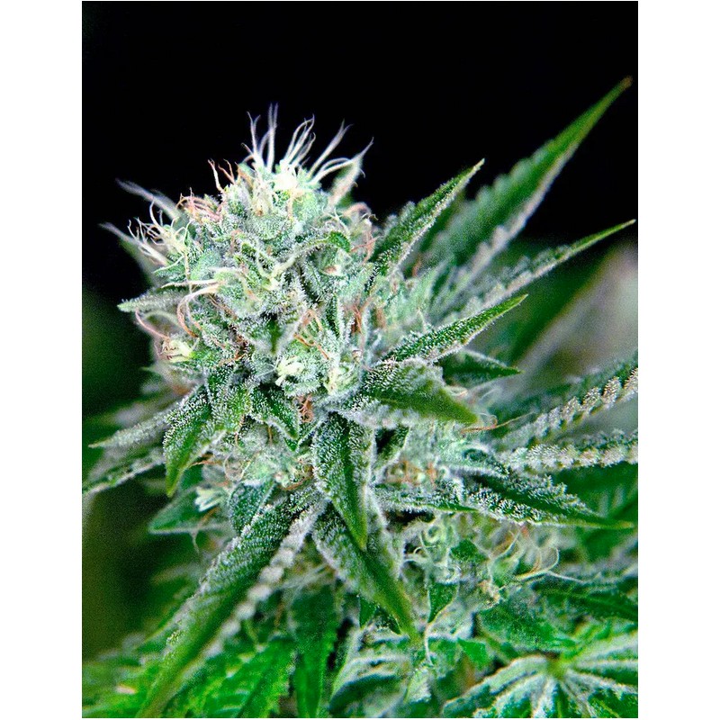 AUTO NORTHERN LIGHTS · Ministry of Cannabis · graines de cannabis · Auto Fem