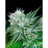 AUTO NORTHERN LIGHTS · Ministry of Cannabis · graines de cannabis · Auto Fem