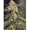 AUTO SWEET DONKEY · Ministry of Cannabis · cannabis seeds · Auto Fem