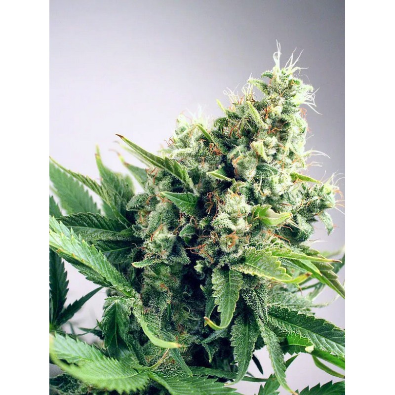 AUTO WHITE WIDOW · Ministry of Cannabis · graines de cannabis · Auto Fem