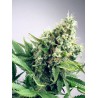 AUTO WHITE WIDOW · Ministry of Cannabis · graines de cannabis · Auto Fem
