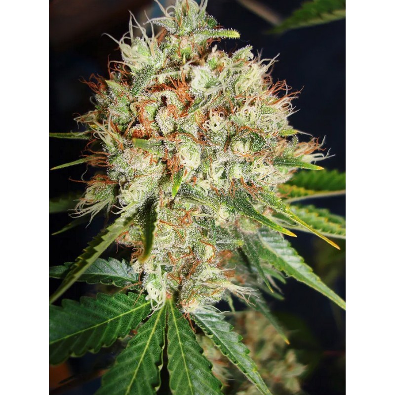 BIG BUD XXL · Ministry of Cannabis · sementes de maconha · Fem