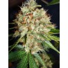 BIG BUD XXL · Ministry of Cannabis · sementes de maconha · Fem