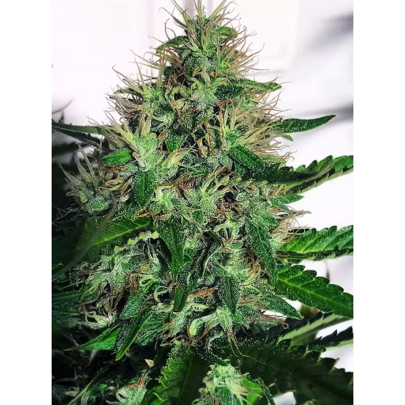 CANNABIS LIGHT · Ministry of Cannabis · graines de cannabis · Fem