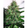 CANNABIS LIGHT · Ministry of Cannabis · graines de cannabis · Fem