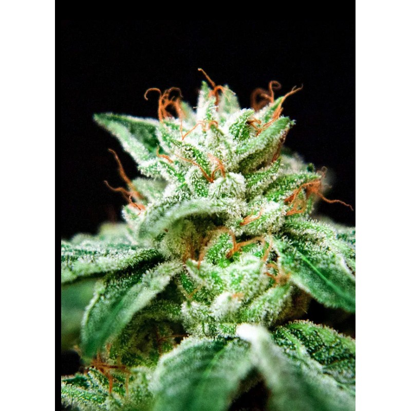 CBD STAR · Ministry of Cannabis · kaufen cannabis samen · Fem