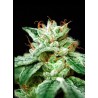 CBD STAR · Ministry of Cannabis · kaufen cannabis samen · Fem