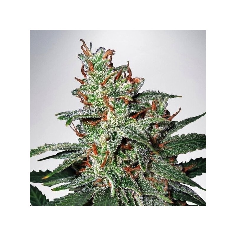 CARNIVAL · Ministry of Cannabis · sementes de maconha · Fem