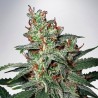 CARNIVAL · Ministry of Cannabis · cannabis samen · Fem