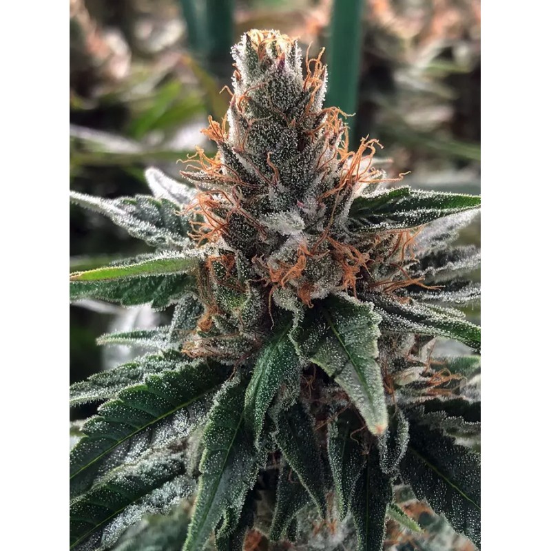 GOD'S GLUE · Ministry of Cannabis · cannabis samen · Fem