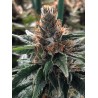 GOD'S GLUE · Ministry of Cannabis · cannabis samen · Fem