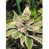 MAMACITA'S COOKIES · Ministry of Cannabis · cannabis samen · Fem