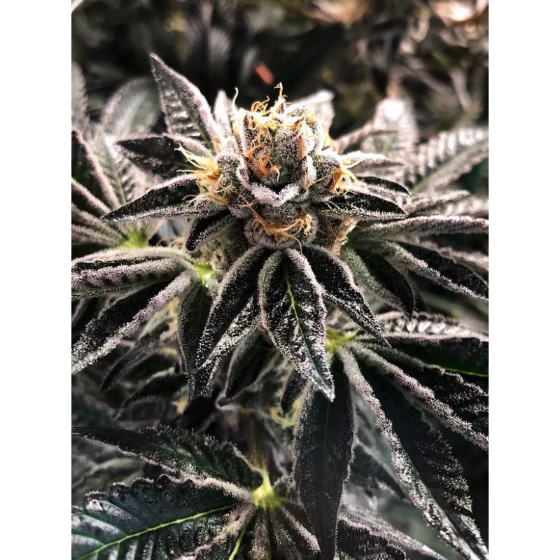 MANDARIN GELATO · Ministry of Cannabis · sementes de maconha · Fem