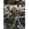 MANDARIN GELATO · Ministry of Cannabis · sementes de maconha · Fem