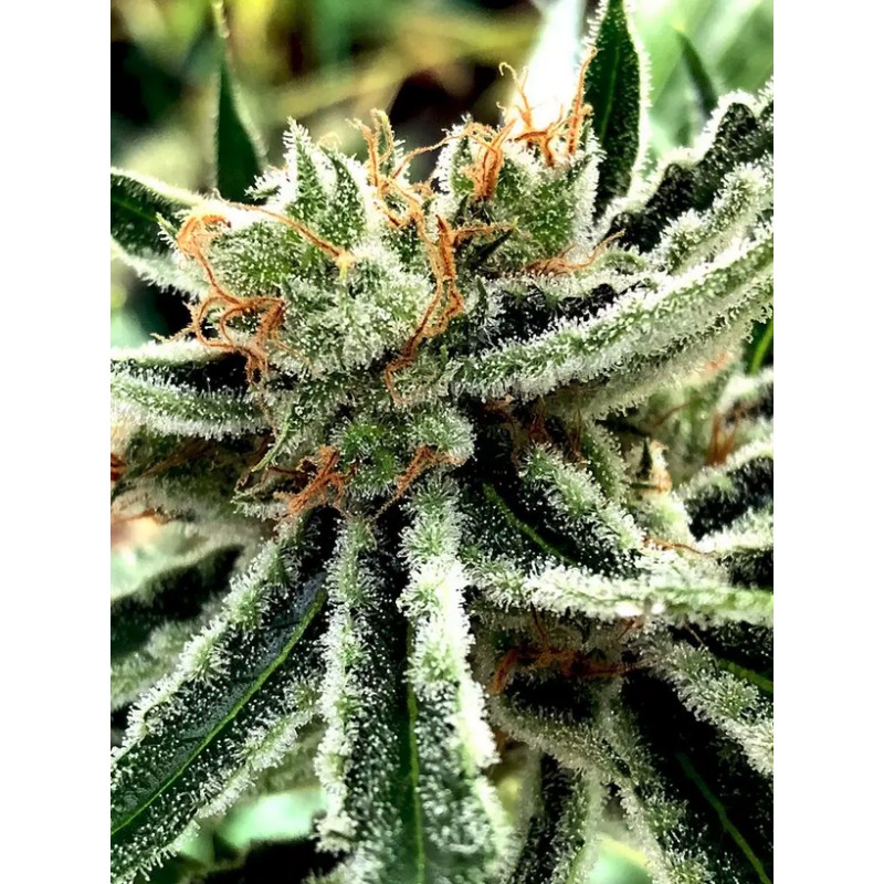 MANDARIN HAZE · Ministry of Cannabis · cannabis samen · Fem