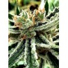 MANDARIN HAZE · Ministry of Cannabis · cannabis samen · Fem
