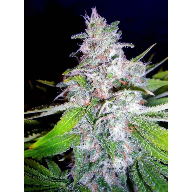 NORTHERN LIGTHS MOC · Ministry of Cannabis · kenevir tohum · Disi · Fem