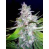 NORTHERN LIGTHS MOC · Ministry of Cannabis · sementes de maconha · Fem