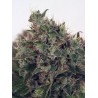 ULTRA WHITE AMNESIA · Ministry of Cannabis · kaufen cannabis samen · Fem