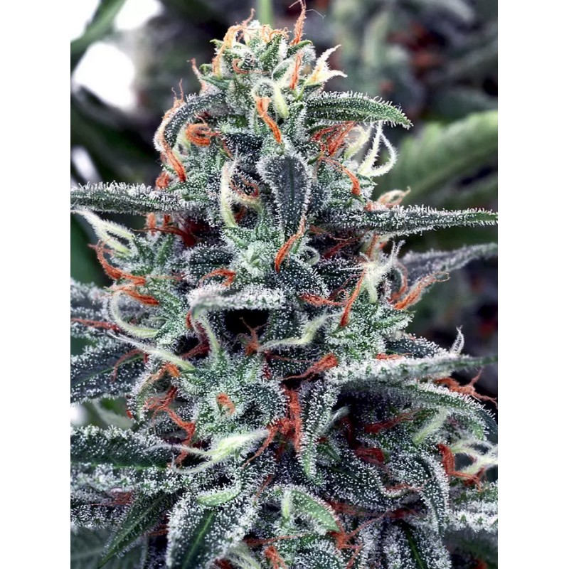 WHITE WIDOW · Ministry of Cannabis · kenevir tohum · Disi · Fem