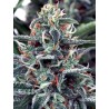 WHITE WIDOW · Ministry of Cannabis · cannabis samen · Fem