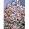 ZENSATION · Ministry of Cannabis · kaufen cannabis samen · Fem
