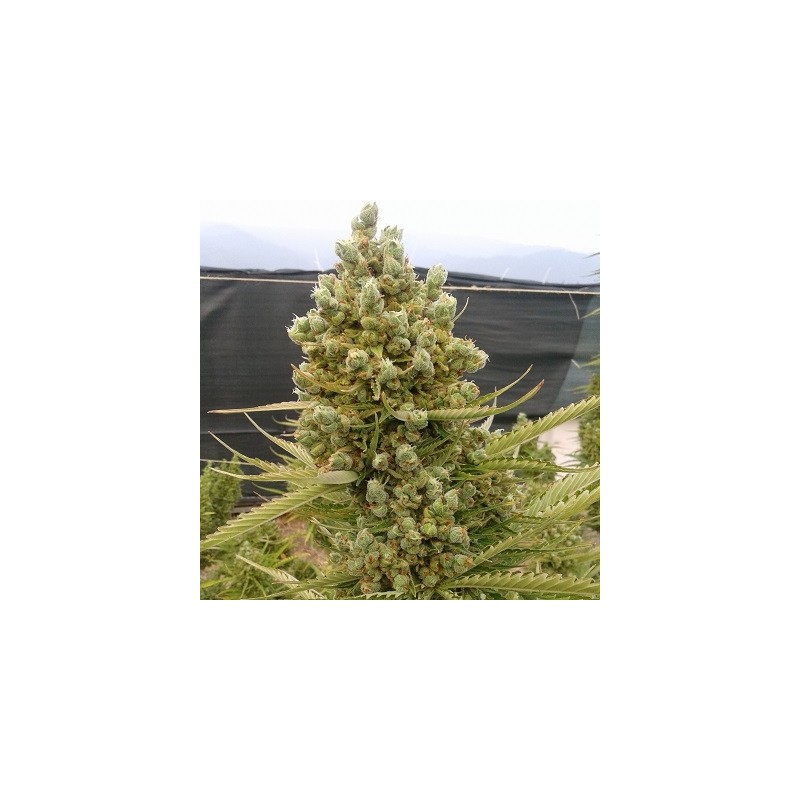 Auto Malawi x Northern Lights · Ace Seeds ·sementes de maconha  · Auto Fem
