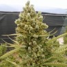 Auto Malawi x Northern Lights · Ace Seeds · graines de cannabis  · Auto Fem