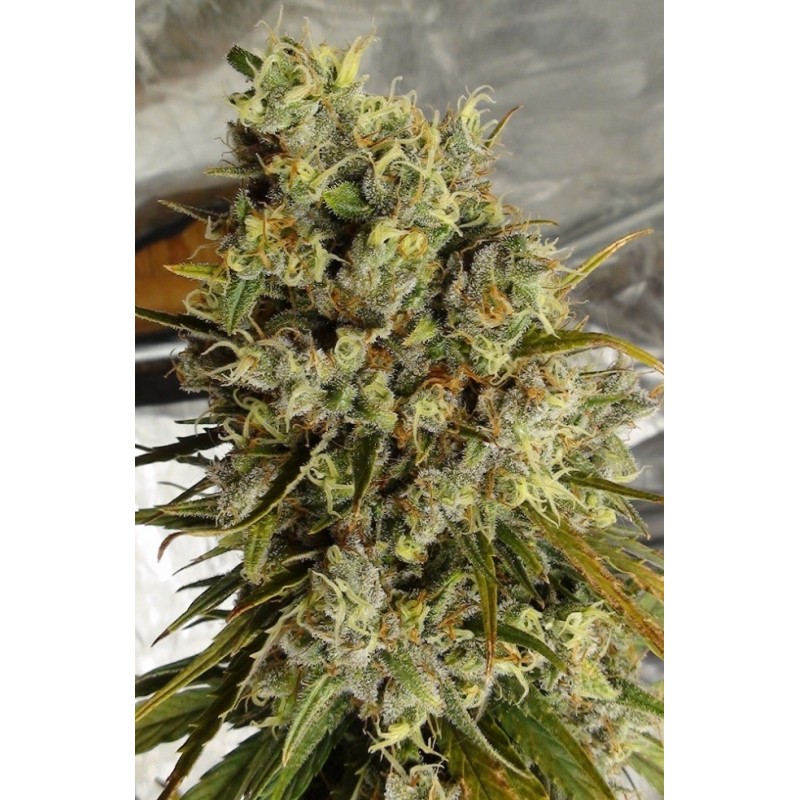 C5 HAZE X KALI CHINA · Ace Seeds · sementes de maconha  · Fem