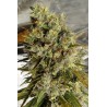 C5 HAZE X KALI CHINA · Ace Seeds · sementes de maconha  · Fem