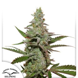 AMSTERDAM AMNESIA · Dutch Passion · kenevir tohum · Disi · Fem