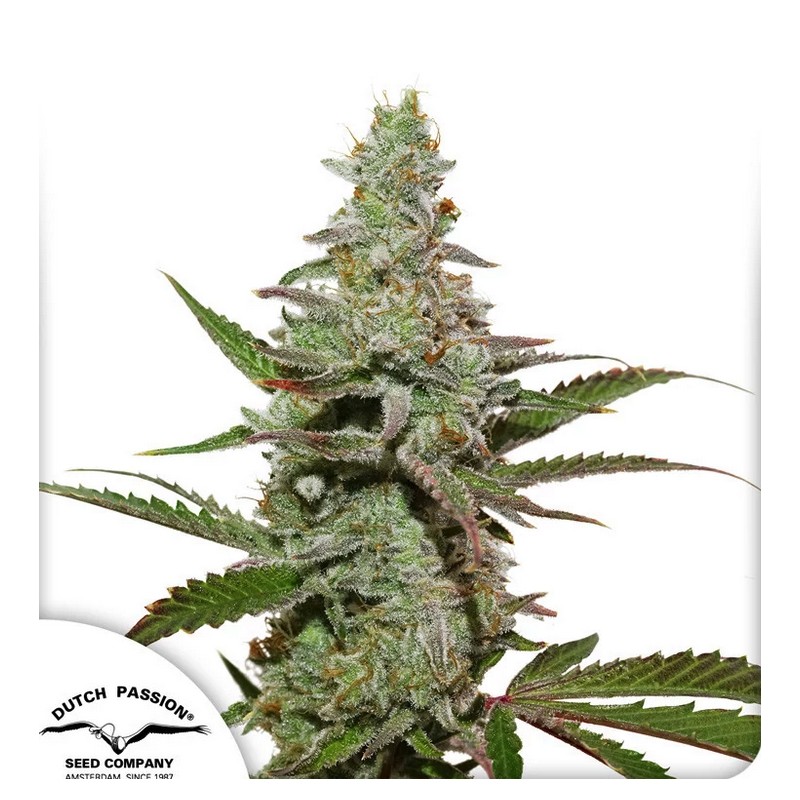 AMSTERDAM AMNESIA · Dutch Passion · cannabis seeds · Fem
