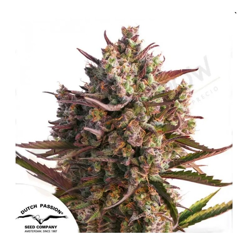 AUTO BLUEBERRY · Dutch Passion  · AutoFem