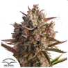 AUTO BLUEBERRY · Dutch Passion  · AutoFem