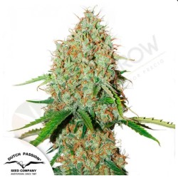AUTO BROOKLYN SUNRISE · Dutch Passion · sementes de maconha · Auto Fem