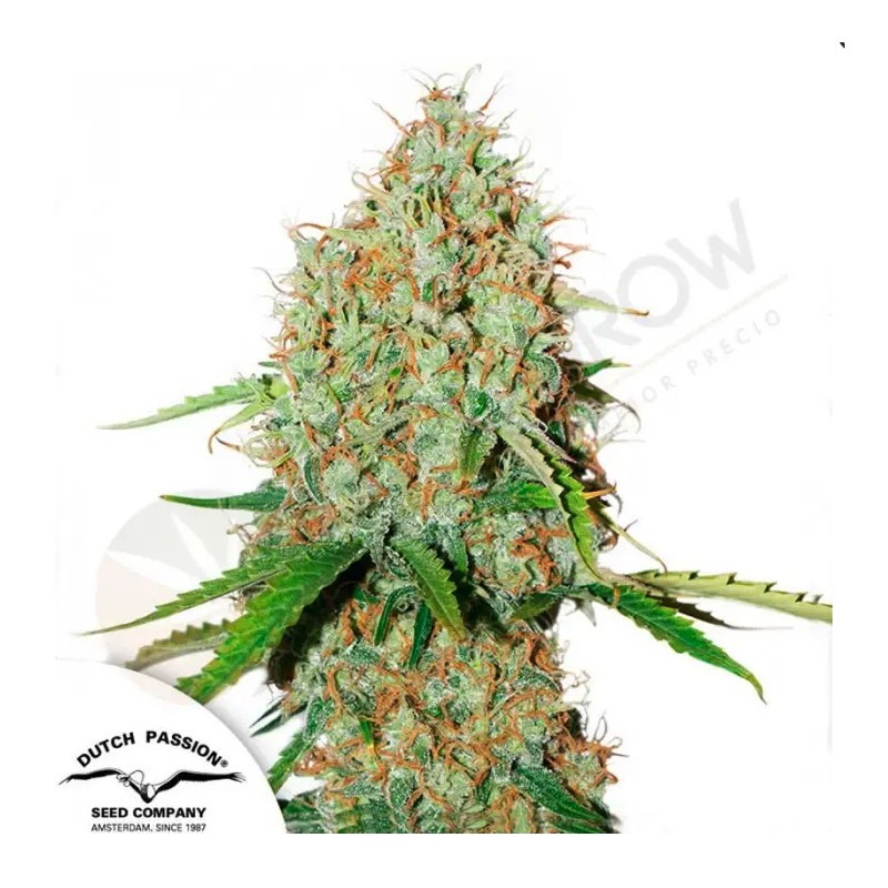 AUTO BROOKLYN SUNRISE · Dutch Passion · kaufen cannabis samen · Auto Fem