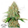 AUTO BROOKLYN SUNRISE · Dutch Passion · graines de cannabis · Auto Fem