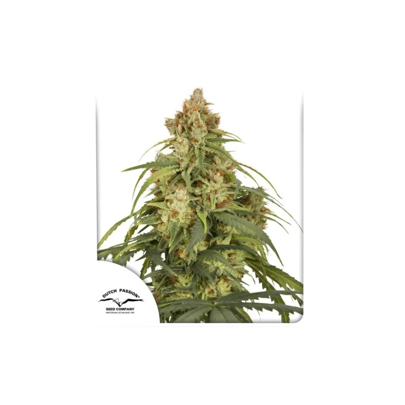 AUTO CBD-VICTORY · Dutch Passion · kenevir tohum · Disi · Auto Fem