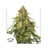 AUTO CBD-VICTORY · Dutch Passion · cannabis samen · Auto Fem