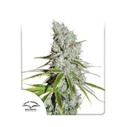 CBD SKUNKHAZE · Dutch Passion · kaufen cannabis samen · Fem