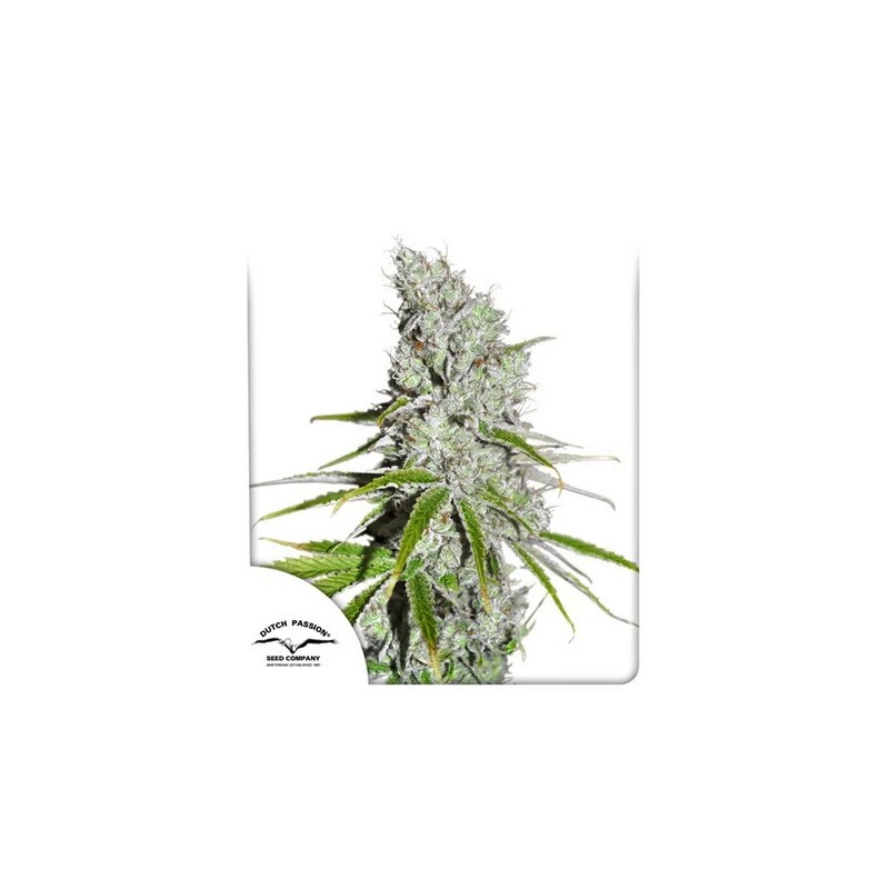 CBD SKUNKHAZE · Dutch Passion · kenevir tohum · Disi · Fem